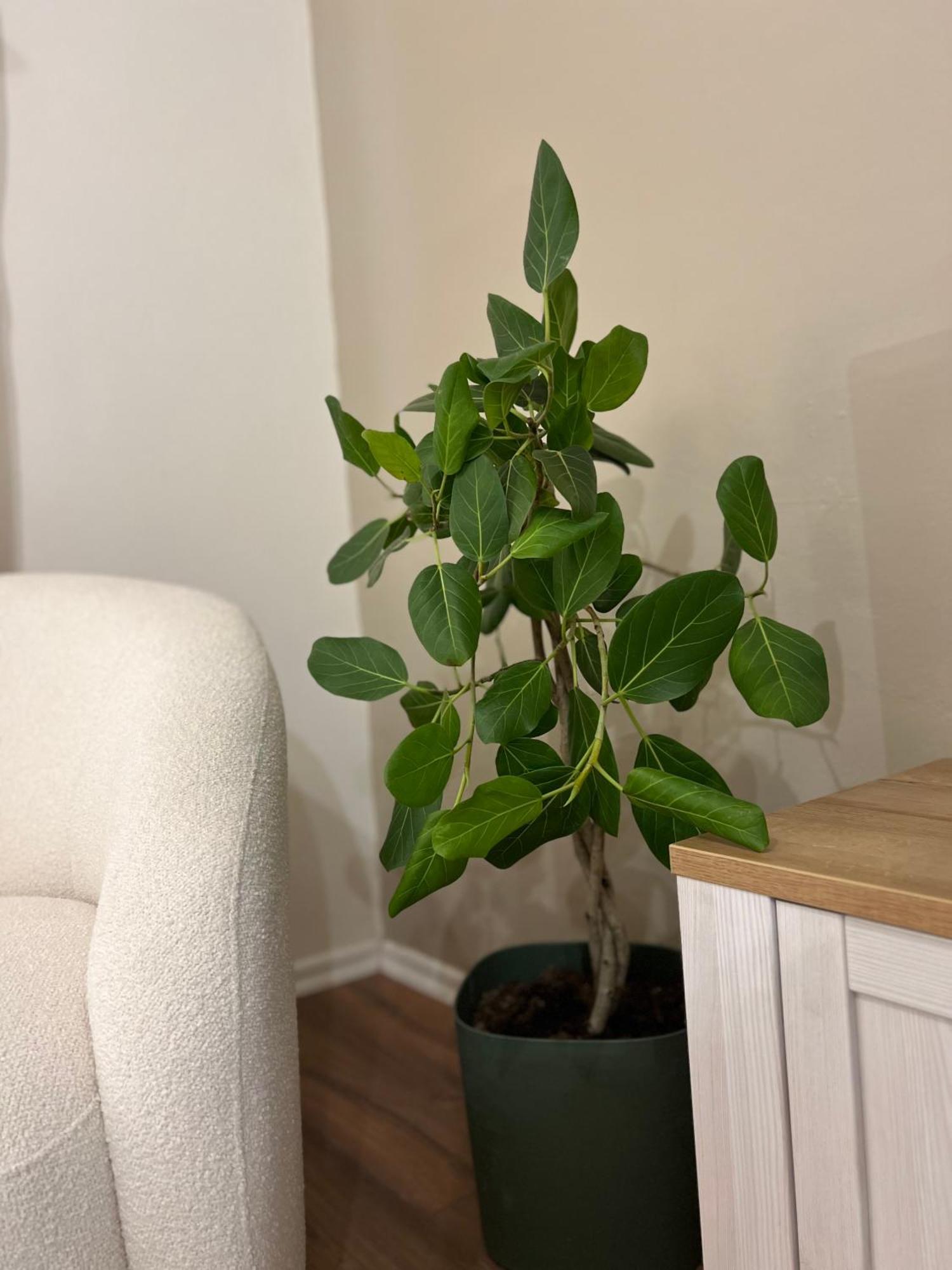 Boho Cane Apartment Тирана Экстерьер фото
